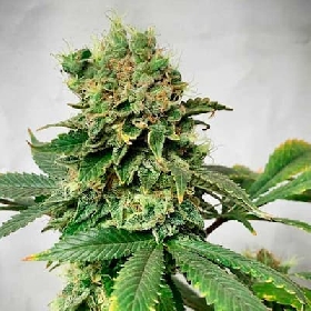 Descojack > Delicious Seeds